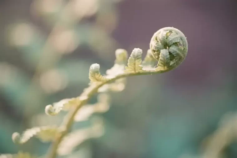 A young fern frond gently uncurling in soft morning light