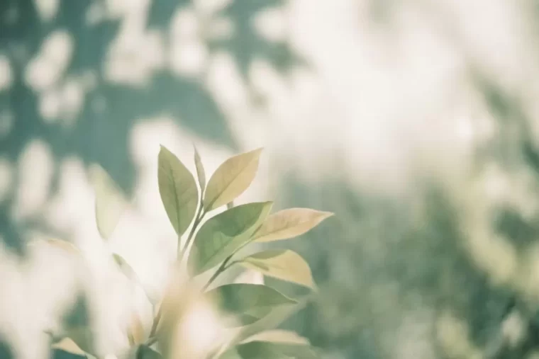 Soft morning sunlight filtering through fresh young leaves