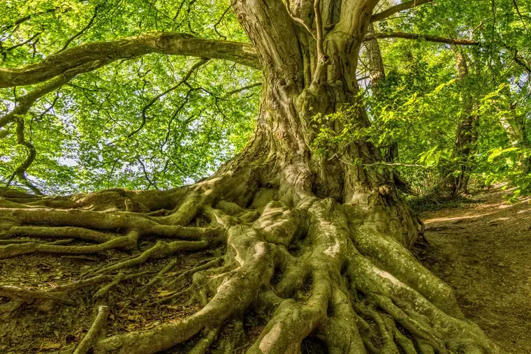 An ancient tree with its roots spreading across the woodland floor